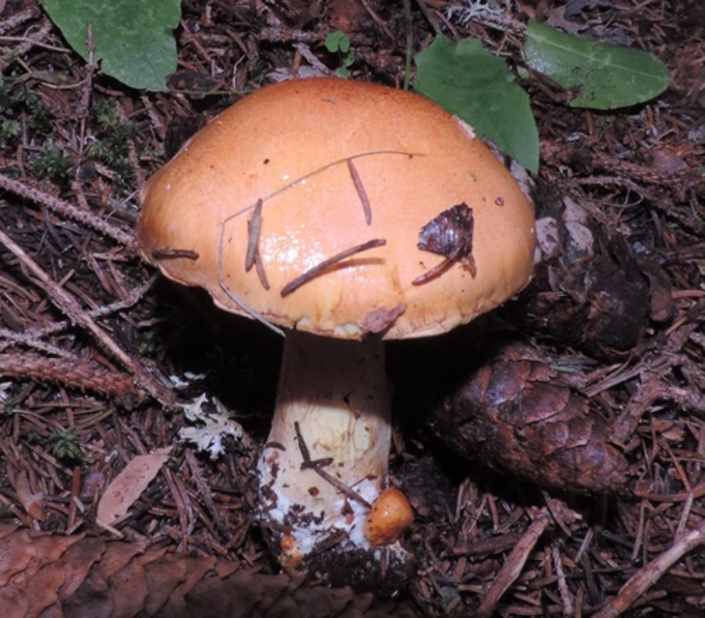 Cortinarius da iden.